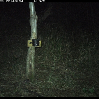 Rattus fuscipes (Bush Rat) at Blaxlands Creek, NSW - 29 Oct 2024 by VickiC