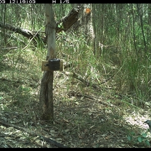 Leucosarcia melanoleuca (Wonga Pigeon) at Blaxlands Creek, NSW - 3 Nov 2024 by VickiC
