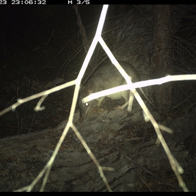 Perameles nasuta (Long-nosed Bandicoot) at Shannondale, NSW - 23 Jan 2025 by PEdwards