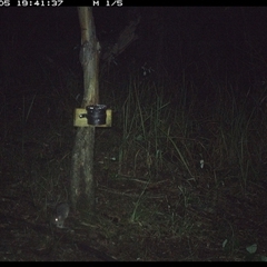 Rattus (genus) (A native or introduced Rattus species) at Blaxlands Creek, NSW - 5 Nov 2024 by VickiC