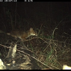Vulpes vulpes (Red Fox) at Shannondale, NSW - 22 Jan 2025 by PEdwards