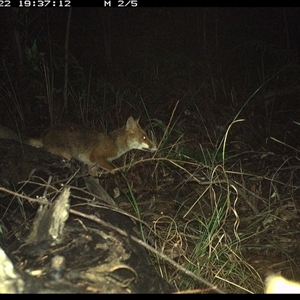 Vulpes vulpes (Red Fox) at Shannondale, NSW - 22 Jan 2025 by PEdwards