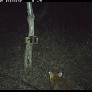 Vulpes vulpes (Red Fox) at Blaxlands Creek, NSW - 15 Nov 2024 by VickiC