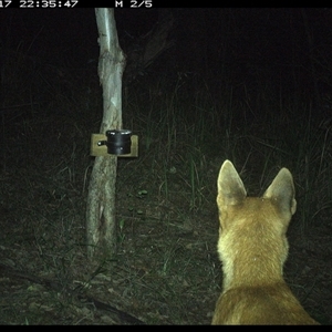 Canis lupus (Dingo / Wild Dog) at Blaxlands Creek, NSW - 17 Nov 2024 by VickiC
