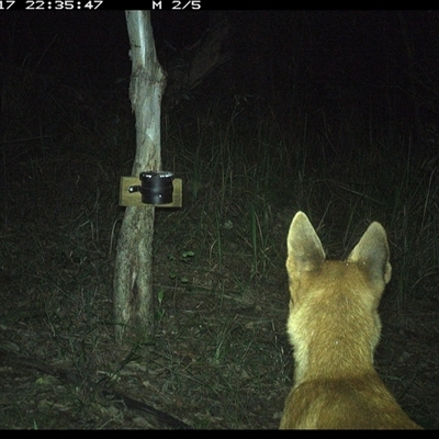 Canis lupus (Dingo / Wild Dog) at Blaxlands Creek, NSW - 17 Nov 2024 by VickiC