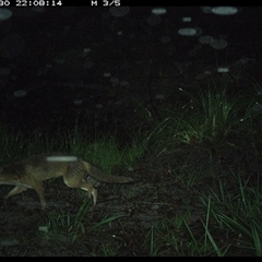 Vulpes vulpes (Red Fox) at Pillar Valley, NSW - 30 Nov 2024 by JoelStibbardBCT
