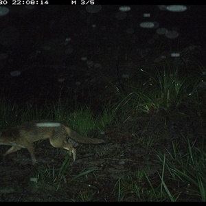 Vulpes vulpes (Red Fox) at Pillar Valley, NSW - 30 Nov 2024 by JoelStibbardBCT
