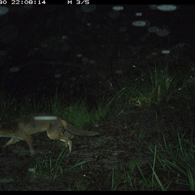 Vulpes vulpes (Red Fox) at Pillar Valley, NSW - 30 Nov 2024 by JoelStibbardBCT