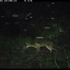 Vulpes vulpes at Pillar Valley, NSW - 30 Nov 2024 10:08 PM