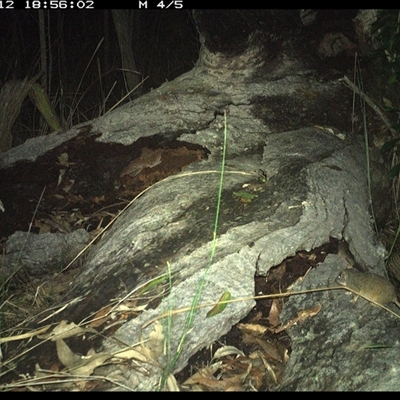 Antechinus flavipes (Yellow-footed Antechinus) at Shannondale, NSW - 12 Nov 2024 by PEdwards