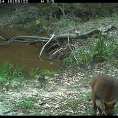 Wallabia bicolor (Swamp Wallaby) at Pillar Valley, NSW - 14 Oct 2024 by JoelStibbardBCT