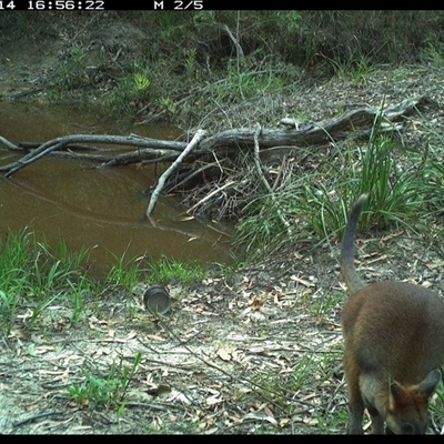 Wallabia bicolor (Swamp Wallaby) at Pillar Valley, NSW - 14 Oct 2024 by JoelStibbardBCT