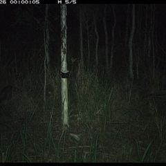 Wallabia bicolor (Swamp Wallaby) at Blaxlands Creek, NSW - 26 Nov 2024 by VickiC