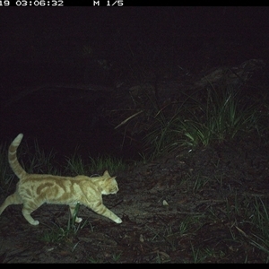 Felis catus (Feral Cat) at Pillar Valley, NSW - 19 Oct 2024 by JoelStibbardBCT
