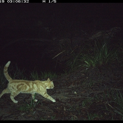 Felis catus (Feral Cat) at Pillar Valley, NSW - 19 Oct 2024 by JoelStibbardBCT