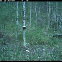 Dacelo novaeguineae (Laughing Kookaburra) at Blaxlands Creek, NSW - 26 Nov 2024 by VickiC