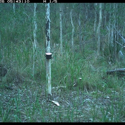 Dacelo novaeguineae (Laughing Kookaburra) at Blaxlands Creek, NSW - 26 Nov 2024 by VickiC