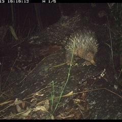 Tachyglossus aculeatus (Short-beaked Echidna) at Shannondale, NSW - 13 Nov 2024 by PEdwards