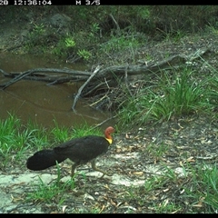 Alectura lathami (Australian Brush-turkey) at Pillar Valley, NSW - 28 Oct 2024 by JoelStibbardBCT