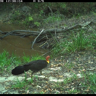 Alectura lathami (Australian Brush-turkey) at Pillar Valley, NSW - 28 Oct 2024 by JoelStibbardBCT