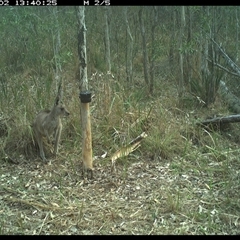 Macropus giganteus (Eastern Grey Kangaroo) at Blaxlands Creek, NSW - 2 Oct 2024 by VickiC