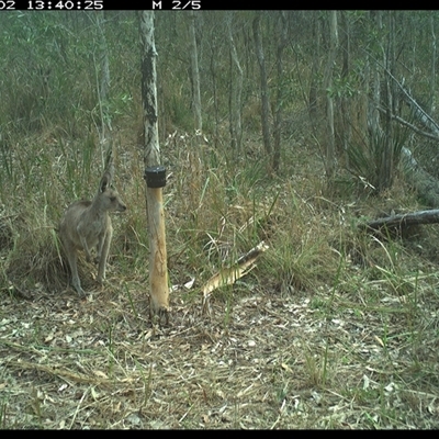 Macropus giganteus (Eastern Grey Kangaroo) at Blaxlands Creek, NSW - 2 Oct 2024 by VickiC