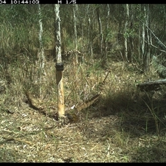 Phylidonyris niger (White-cheeked Honeyeater) at Blaxlands Creek, NSW - 4 Oct 2024 by VickiC