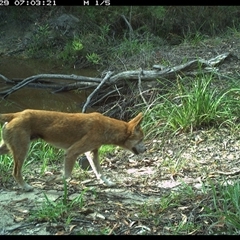 Canis lupus (Dingo / Wild Dog) at Pillar Valley, NSW - 29 Oct 2024 by JoelStibbardBCT