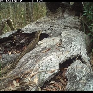 Intellagama lesueurii (Australian Water Dragon) at Shannondale, NSW - 15 Nov 2024 by PEdwards