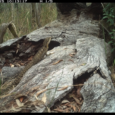 Intellagama lesueurii (Australian Water Dragon) at Shannondale, NSW - 15 Nov 2024 by PEdwards