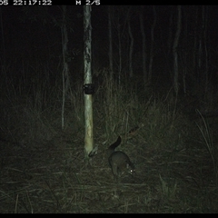 Trichosurus vulpecula (Common Brushtail Possum) at Blaxlands Creek, NSW - 5 Oct 2024 by VickiC