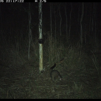 Trichosurus vulpecula (Common Brushtail Possum) at Blaxlands Creek, NSW - 5 Oct 2024 by VickiC