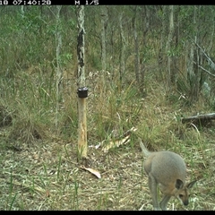 Notamacropus rufogriseus (Red-necked Wallaby) at Blaxlands Creek, NSW - 18 Oct 2024 by VickiC