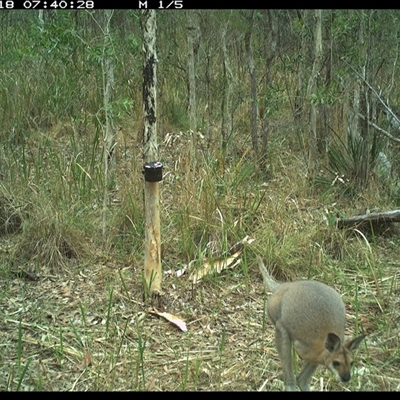 Notamacropus rufogriseus (Red-necked Wallaby) at Blaxlands Creek, NSW - 18 Oct 2024 by VickiC
