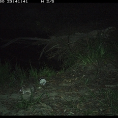 Perameles nasuta (Long-nosed Bandicoot) at Pillar Valley, NSW - 30 Oct 2024 by JoelStibbardBCT