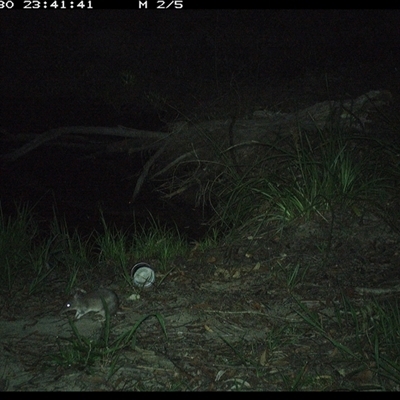 Perameles nasuta (Long-nosed Bandicoot) at Pillar Valley, NSW - 30 Oct 2024 by JoelStibbardBCT