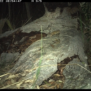 Antechinus stuartii (Brown Antechinus) at Shannondale, NSW - 22 Nov 2024 by PEdwards