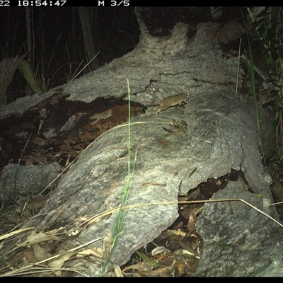 Antechinus stuartii (Brown Antechinus) at Shannondale, NSW - 22 Nov 2024 by PEdwards