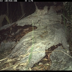 Antechinus stuartii at Shannondale, NSW - 22 Nov 2024 06:54 PM