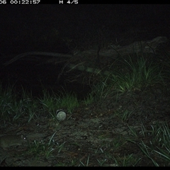 Isoodon macrourus (Northern Brown Bandicoot) at Pillar Valley, NSW - 6 Nov 2024 by JoelStibbardBCT