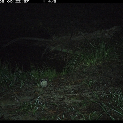 Isoodon macrourus (Northern Brown Bandicoot) at Pillar Valley, NSW - 6 Nov 2024 by JoelStibbardBCT