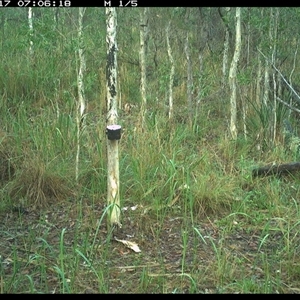 Canis lupus (Dingo / Wild Dog) at Blaxlands Creek, NSW - 17 Nov 2024 by VickiC