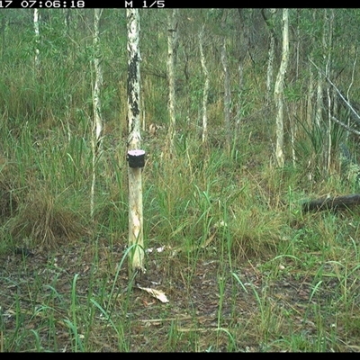 Canis lupus (Dingo / Wild Dog) at Blaxlands Creek, NSW - 17 Nov 2024 by VickiC