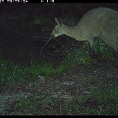 Macropus giganteus (Eastern Grey Kangaroo) at Pillar Valley, NSW - 20 Nov 2024 by JoelStibbardBCT