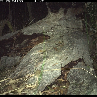 Sminthopsis murina (Common Dunnart) at Shannondale, NSW - 22 Nov 2024 by PEdwards
