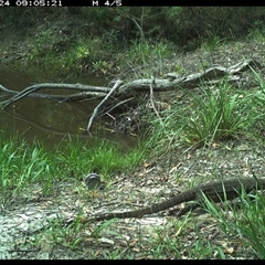 Varanus varius (Lace Monitor) at Pillar Valley, NSW - 24 Nov 2024 by JoelStibbardBCT