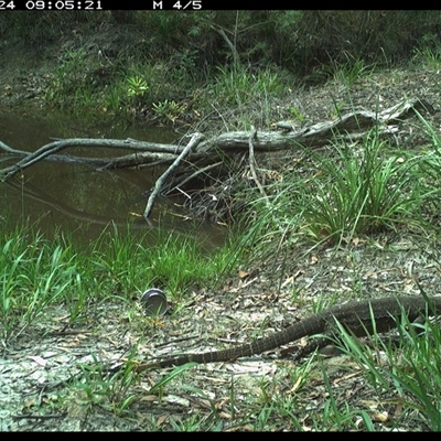 Varanus varius (Lace Monitor) at Pillar Valley, NSW - 24 Nov 2024 by JoelStibbardBCT