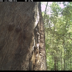 Varanus varius (Lace Monitor) at Pillar Valley, NSW - 4 Nov 2024 by JoelStibbardBCT