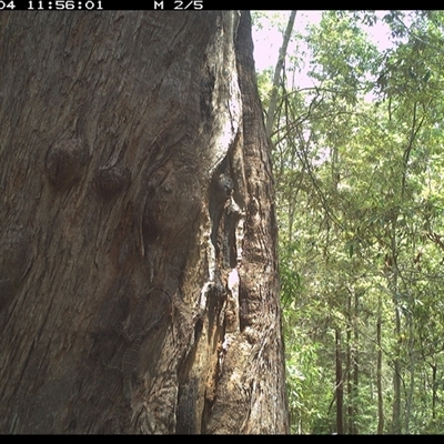 Varanus varius (Lace Monitor) at Pillar Valley, NSW - 4 Nov 2024 by JoelStibbardBCT