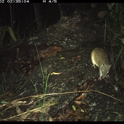 Isoodon macrourus (Northern Brown Bandicoot) at Shannondale, NSW - 2 Dec 2024 by PEdwards